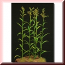 Green-Line GL-083-gn  42 Maispflanzen für 30 mm Figuren